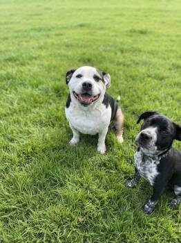 Brutus -  English Bulldog and Beagle Dog for Adoption in Ossining, New York - Brutus | PetCurious