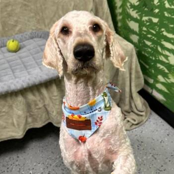 Dior -  Poodle Dog for Adoption in Logan, Utah - Dior | PetCurious