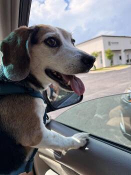 Daisy Mae -  Beagle Dog Available for Adoption in Chattanooga, Tennessee - Daisy Mae | PetCurious