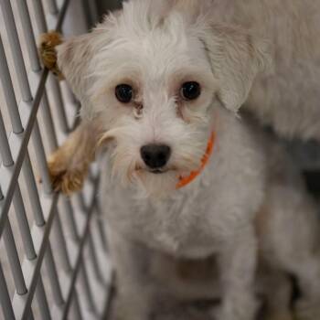 Callie (MY26-107) -  Coton De Tulear and None Dog for Adoption in Peyton, Colorado - Callie (MY26-107) | PetCurious