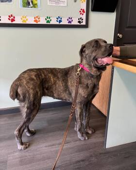 Cane Corso Dogs Available for Adoption in Crescent City, California - Sierra | PetCurious