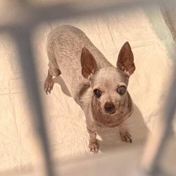 Molly -  Chihuahua Dog for Adoption in Port Angeles, Washington - Molly | PetCurious