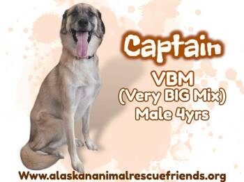 Husky Dogs Available for Adoption in Anchorage, Alaska - Captain | PetCurious