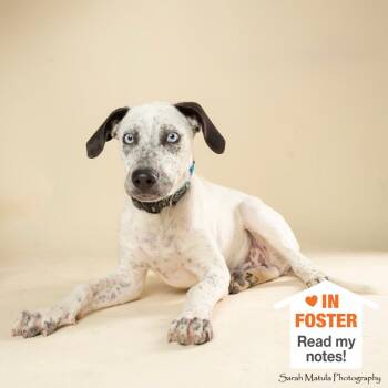 Beguile -  Labrador Retriever and Cattle Dog Dog for Adoption in Kanab, Utah - Beguile | PetCurious