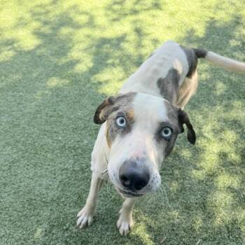 Catahoula Leopard Dog Dogs Available for Adoption in Charlottesville, Virginia - Hurley | PetCurious