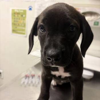 Madame Foster -  Mixed Breed Dog for Adoption in Charleston, West Virginia - Madame Foster | PetCurious