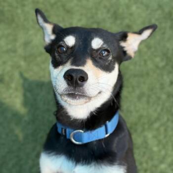 Autumn -  Shepherd and Mixed Breed Dog for Adoption in Chicago, Illinois - Autumn | PetCurious