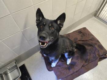 German Shepherd Dog Dogs Available for Adoption in Auburn, California - WILLIE ANN | PetCurious