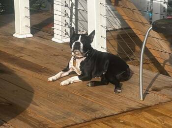 Luke -  Boston Terrier Dog for Adoption in Jackson, Tennessee - Luke | PetCurious