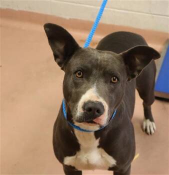 Mixed Breed Dogs Available for Adoption - MADISON | PetCurious