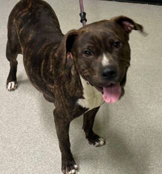 Pit Bull Terrier Dogs Available for Adoption - Snow White | PetCurious