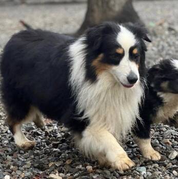 Australian Shepherd Dogs Available for Adoption - Jarvis | PetCurious