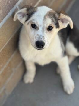 Bingsu -  Australian Cattle Dog Blue Heeler and Australian Shepherd Dog for Adoption in Fort Lupton, Colorado - Bingsu | PetCurious