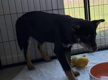 Australian Shepherd and Husky Dogs Available for Adoption in South Bend, Indiana - Dwight | PetCurious