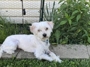 Maltese Dogs Available for Adoption in Hillside, Illinois - Bonita | PetCurious