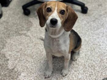 ZELDA -  Beagle Dog for Adoption in Pueblo, Colorado - ZELDA | PetCurious