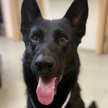 Griff (26-325) -  German Shepherd Dog Dog for Adoption in New Ringgold, Pennsylvania - Griff (26-325) | PetCurious