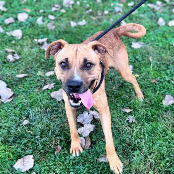 Rescue Shepherd and Mixed Breed Dogs for Adoption in Parkersburg, West Virginia - Scooby | PetCurious