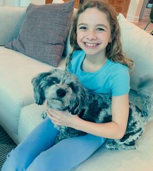 Shih Tzu and Standard Poodle Dogs Available for Adoption in Arlington, Virginia - Charlie | PetCurious