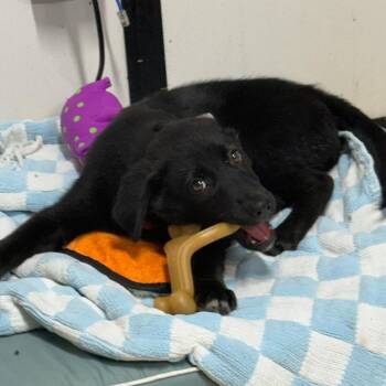 Fern -  Black Labrador Retriever and Collie Dog for Adoption in Lake Jackson, Texas - Fern | PetCurious