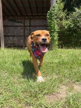 Mosh Pit -  Mixed Breed Dog for Adoption in Winnsboro, South Carolina - Mosh Pit | PetCurious