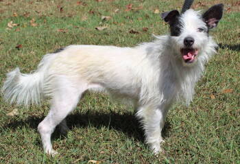 Rescue Terrier Dogs for Adoption in Prattville, Alabama - Margo 42476 | PetCurious