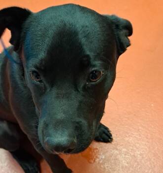 Rescue Mixed Breed Dogs for Adoption in Douglasville, Georgia - Slater | PetCurious