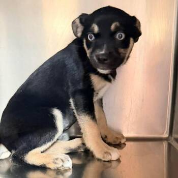 Olive -  Chihuahua and Pug Dog for Adoption in Apple Valley, California - Olive | PetCurious