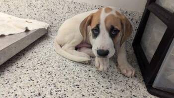Red Bean -  Mixed Breed Dog for Adoption in Atlanta, Georgia - Red Bean | PetCurious