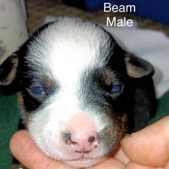 Beam -  Mixed Breed Dog for Adoption in Spring Hill, Kansas - Beam | PetCurious