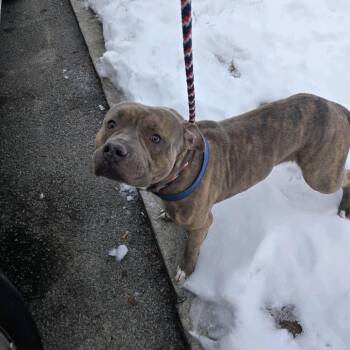 Terrier Dogs Available for Adoption - Big Cheese | PetCurious