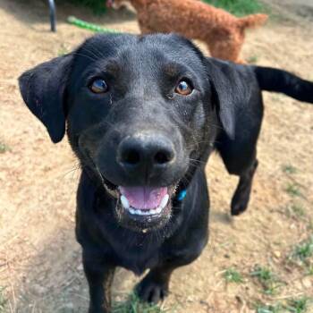 Foster Buddy -  Black Labrador Retriever Dog for Adoption in Oswego, Illinois - Foster Buddy | PetCurious