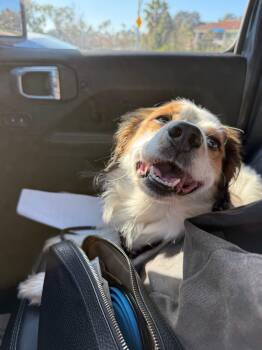 Cocker Spaniel Dogs Available for Adoption - Nigel | PetCurious