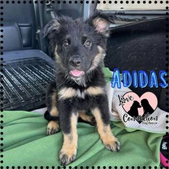 Adidas -  Labrador Retriever Dog for Adoption in Gilbert, Arizona - Adidas | PetCurious