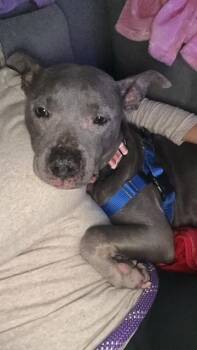 Mixed Breed Dogs Available for Adoption in Chamblee, Georgia - Angelica | PetCurious