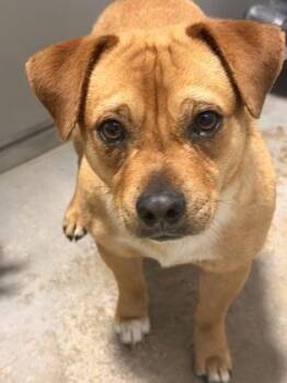 Arpeggio -  Chihuahua and Mixed Breed Dog for Adoption in Fort Worth, Texas - Arpeggio | PetCurious