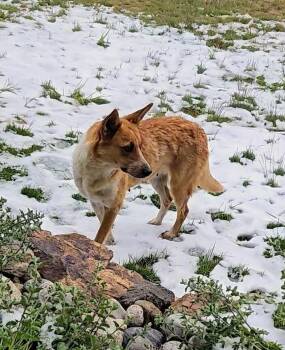 Retriever and Australian Cattle Dog Blue Heeler Dogs Available for Adoption in Evergreen, Colorado - Foxy | PetCurious