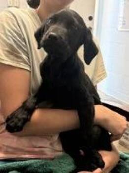 Winnie -  Mixed Breed Dog for Adoption in Georgetown, South Carolina - Winnie | PetCurious