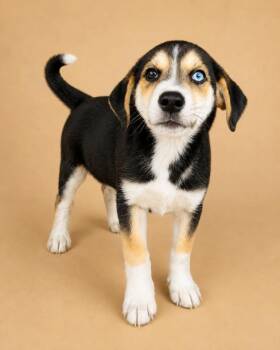 Abby 2 -  Beagle and Australian Shepherd Dog for Adoption in Monticello, Minnesota - Abby 2 | PetCurious