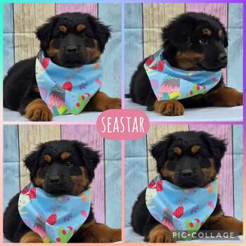 Australian Shepherd and Chow Chow Dogs Available for Adoption in Ringwood, New Jersey - Seastar | PetCurious
