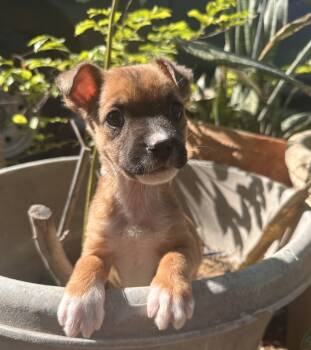 Labrador Retriever Dogs Available for Adoption - Pookie | PetCurious