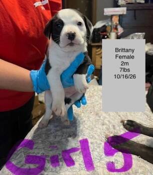 Brittany -  American Staffordshire Terrier Dog for Adoption in Welling, Oklahoma - Brittany | PetCurious