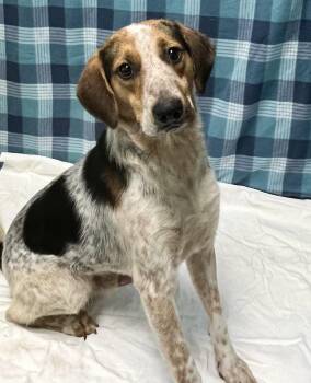Rex -  Beagle Dog for Adoption in Fayetteville, West Virginia - Rex | PetCurious
