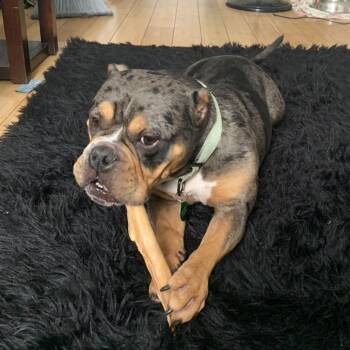 Hamela -  French Bulldog Dog for Adoption in Baltimore, Maryland - Hamela | PetCurious