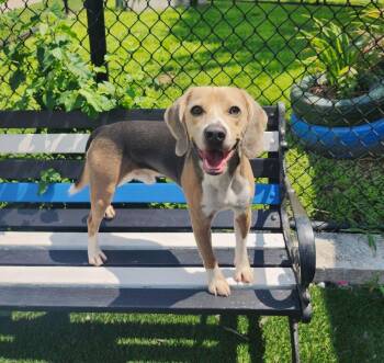 Bentley -  Beagle Dog for Adoption in Perth Amboy, New Jersey - Bentley | PetCurious