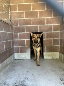 German Shepherd Dog and Mixed Breed Dogs Available for Adoption in Savannah, Georgia - Deuce | PetCurious