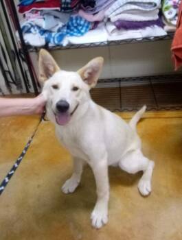 Corbett -  Shepherd and Husky Dog for Adoption in Austin, Minnesota - Corbett | PetCurious