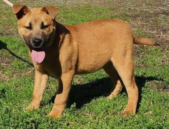 American Bulldog and Shepherd Dogs Available for Adoption - 260259  Munchie | PetCurious