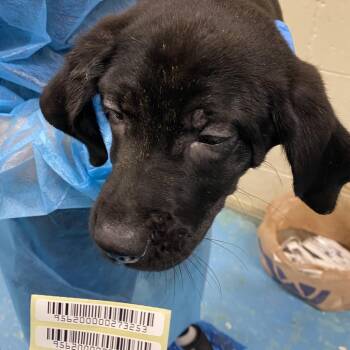 R U Mine? -  Mixed Breed Dog for Adoption in Charleston, West Virginia - R U Mine? | PetCurious