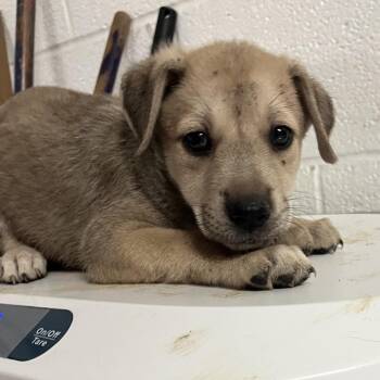Valentina -  Shepherd Dog for Adoption in Edinburg, Texas - Valentina | PetCurious